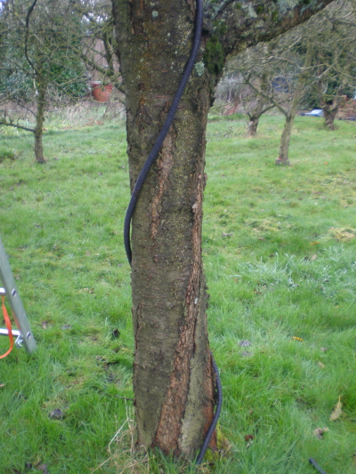 Enroulement de la gaine sur le tronc du cerisier
